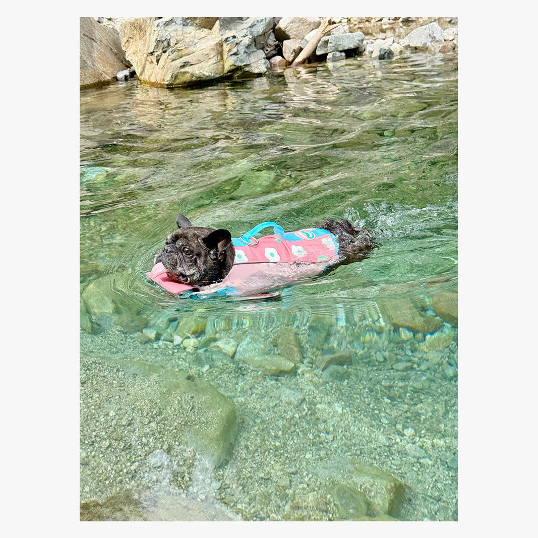 BubbleFloat Dog Life Jacket | FriskFable