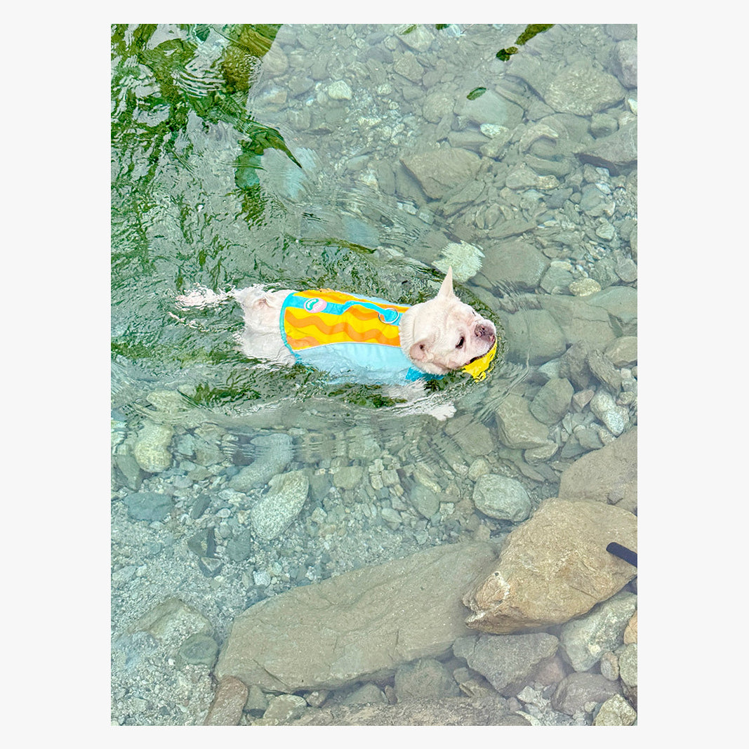 BubbleFloat Dog Life Jacket | FriskFable