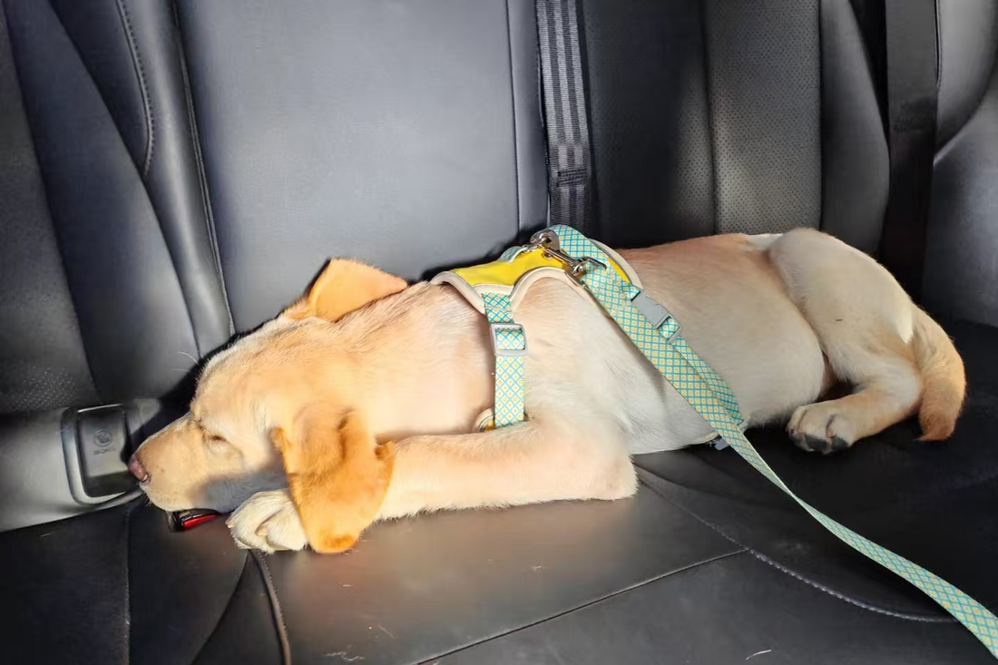 2025 Recommended Car Seat Covers for Labradors | A Must‑Have Guide for Pet‑Owning Drivers