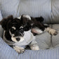 Small & Medium Dog Car Seat with Detachable Cushion & Non-Slip Base | FriskFable - friskfable